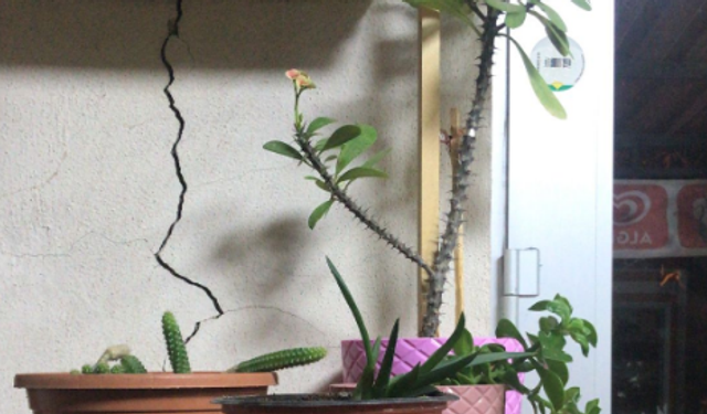 Saksı Bitkileri Ev ve İş Yerlerine Doğal Güzellik Katıyor