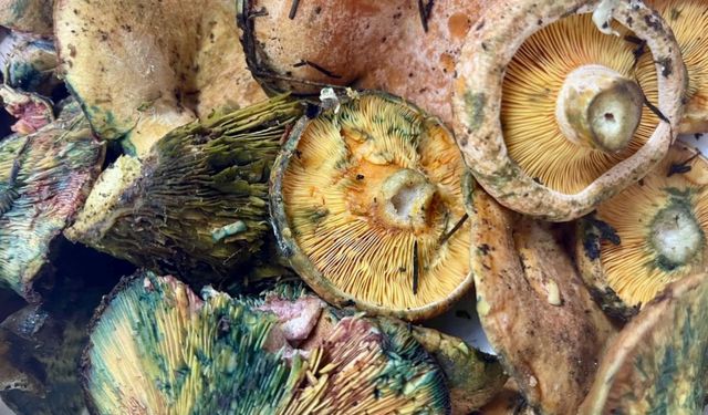 Mantar Arayışı Başladı