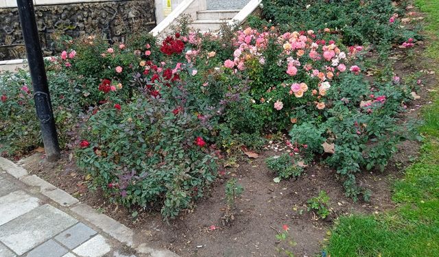 Belediyeden Şehri Güzelleştiren Peyzaj Çalışmaları