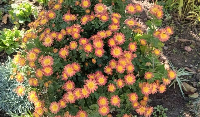 Kırklareli’nde Kasımpatılar Renk Cümbüşü Yarattı