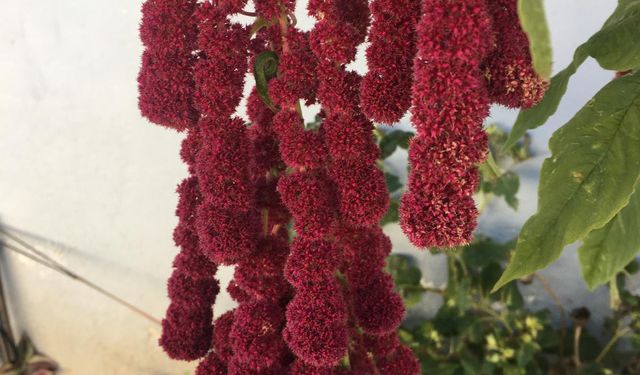 Kırklareli’nde Horoz İbiği Bahçeleri Renklendiriyor