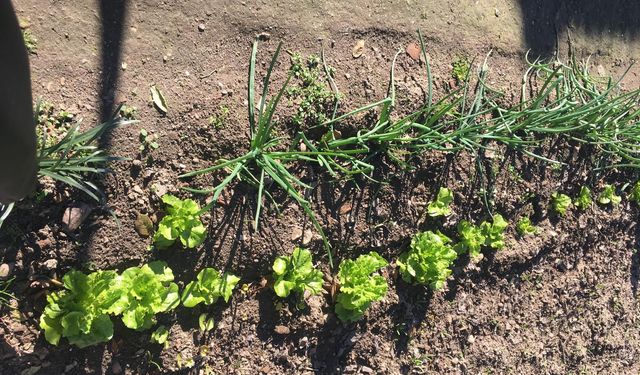 Kırklareli’nde Bahçelerde Doğal Sebze Üretimi