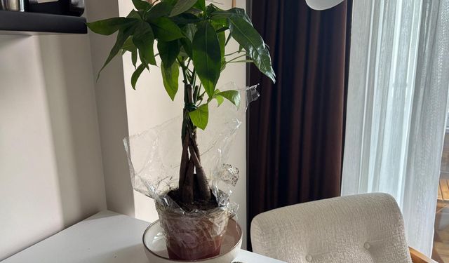 Popüler İç Mekân Bitkisi: Para Ağacı İlgi Görüyor