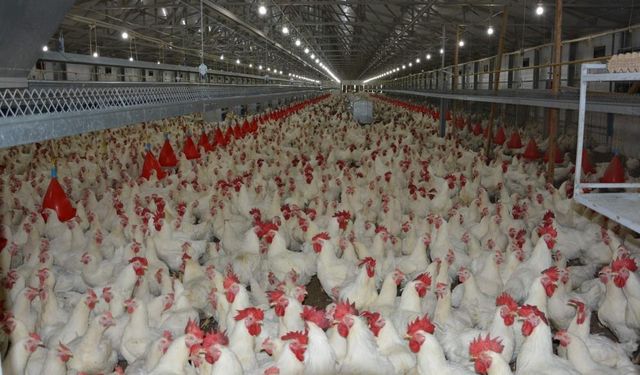 Son beş yılın üretim ve tüketim şampiyonu beyaz et