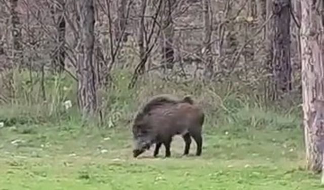 Yaban domuzu da üniversiteli oldu