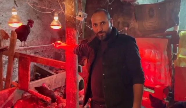 Tavuklara müzikli terapi: "Yumurta verimi arttı"