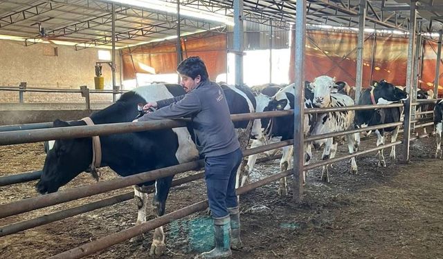 Tekirdağ'da şap aşısı çalışmaları aralıksız sürüyor