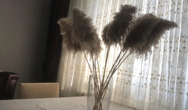 Pampas Otu Ev Dekorasyonunda Öne Çıkıyor