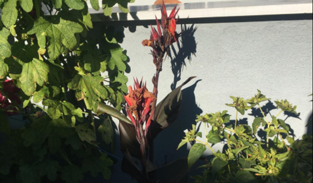 Bahçeleri Süsleyen Kanna Çiçeği Dikkat Çekiyor