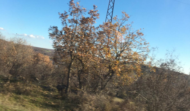 Kışın İlk İzleri Meşe Ağaçlarında Görülüyor