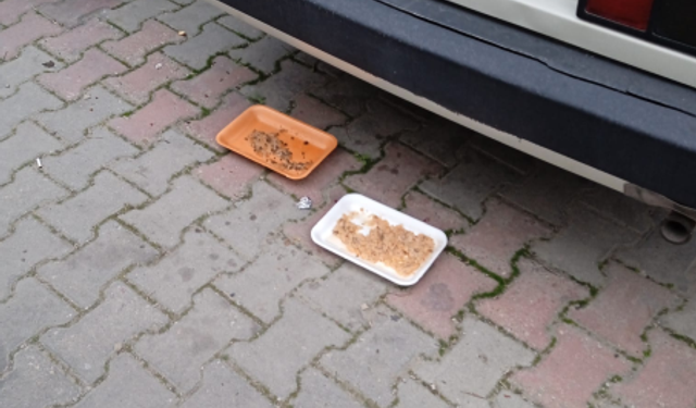 Kırklareli’nde Sokak Hayvanları Unutulmuyor