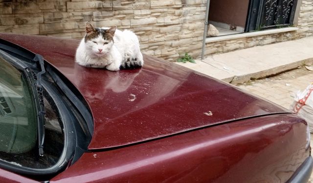 Sıcak Kaput, Sessiz Misafir