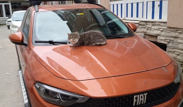 Aracın Kaputunda Keyif Yapan Kedi Gülümsetti
