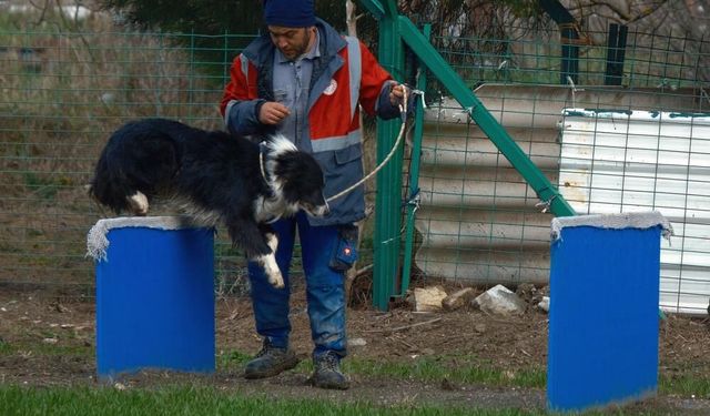 Kangal ve akbaştan sonra çobanlara hareketli ve heyecanlı yeni bir yardımcı geliyor