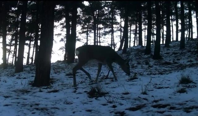 Tekirdağ’da Ganos Dağı’nda yaban hayatı fotokapana yansıdı