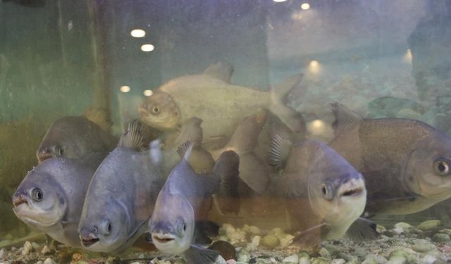 8 adet pirana balığı 12 yıldır kelle paçayla besleniyor