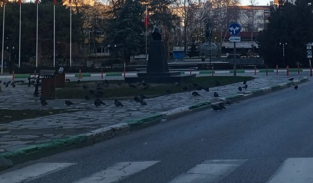 Özgürlük ve Demokrasi Meydanı’nda Güvercinler Dikkat Çekti