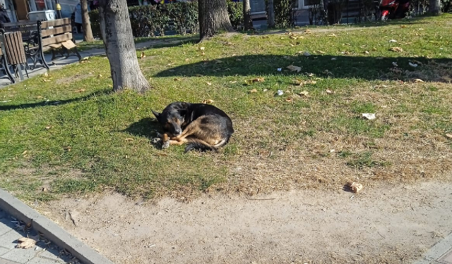 Soğuk Havada Sokak Hayvanları Güneşe Sığındı