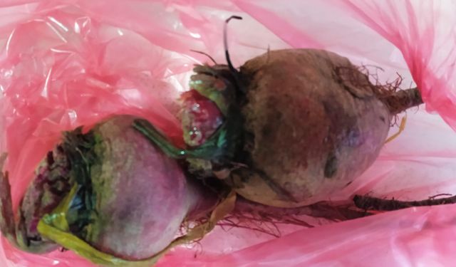 Kış Salatalarının Vazgeçilmezi Pancar İlgi Görüyor