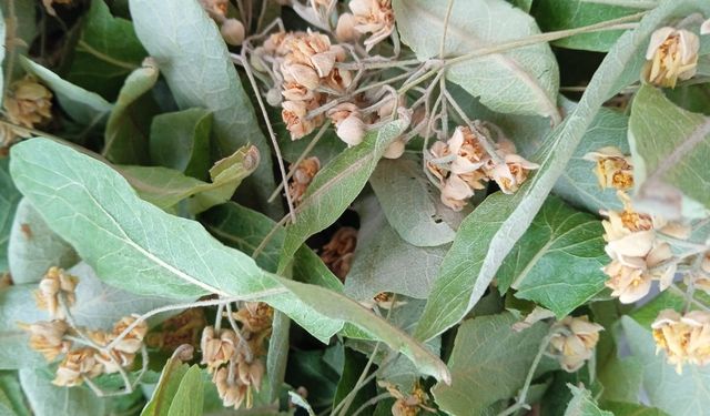 Soğuk Havalarda Ihlamura Yoğun İlgi