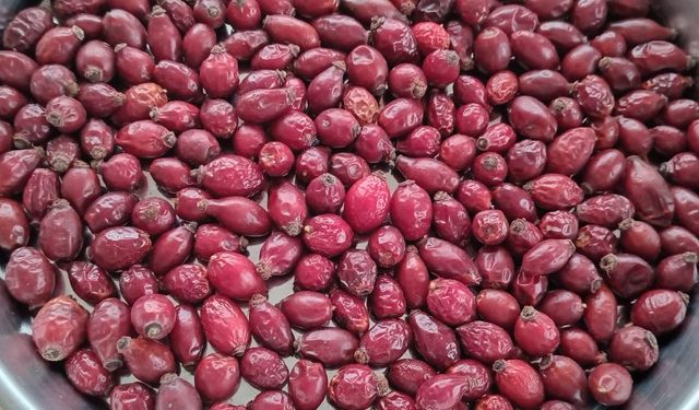 Doğal Şifa Kaynağı: Kuşburnu