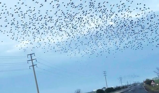 Sığırcıkların erken bahar provası