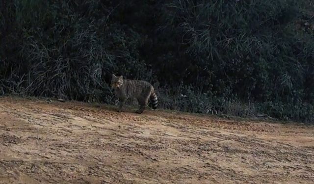 Ganos Dağları'nda yaban kedisi görüldü