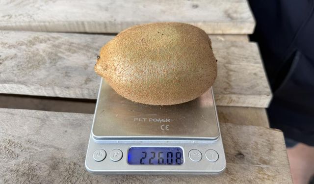 İznik'te yetiştirilen dev kiviler ağırlıklarıyla rekor kırdı, Avrupa pazarının dikkatini çekti