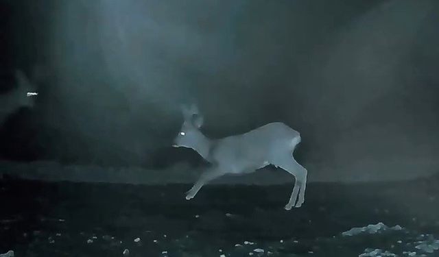 Ganos'ta doğanın neşesi karacalar görüntülendi