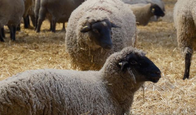 Yılların Merinos Koyunu'na yeni etçil rakip geldi: Bandırma Koyunu