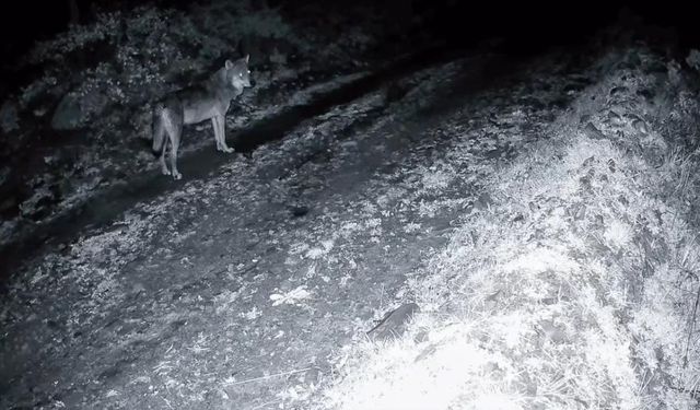 Tekirdağ’da ormanda kurt ve iki karaca görüntülendi