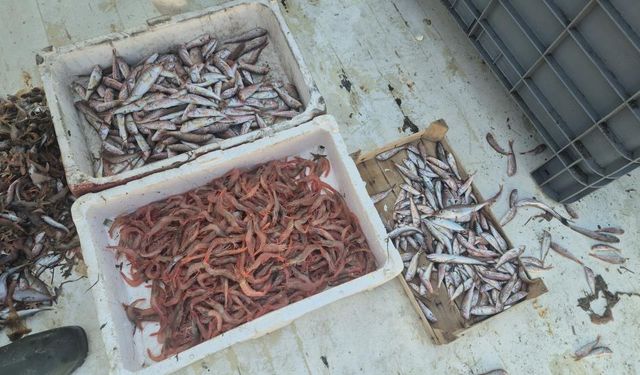 Balıkçılar karides, tekir ve istavritle limana döndü