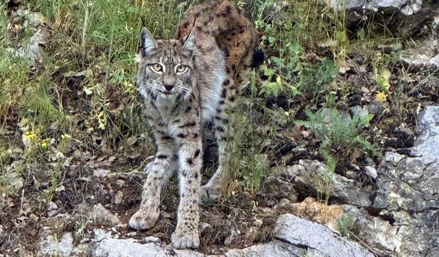 "Ormanın hayaleti" vaşak Kemaliye’de görüntülendi