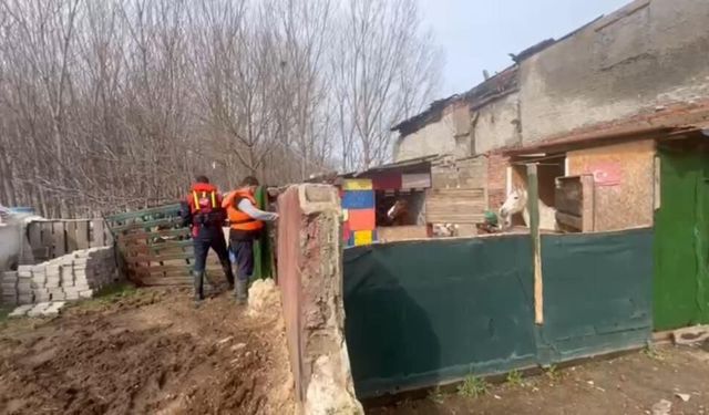 Taşkında mahsur kalan atlar için botlarla seferberlik