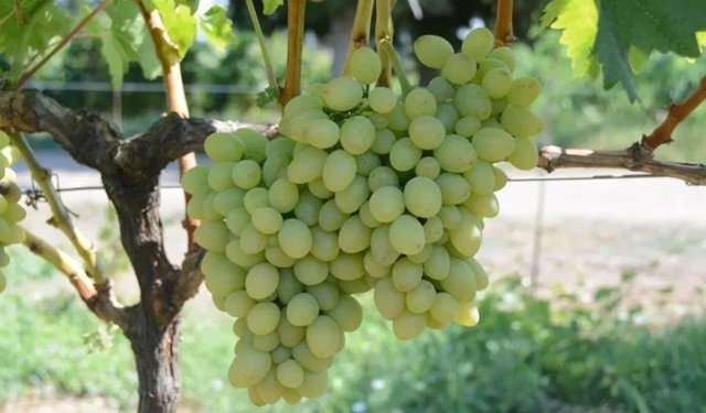 Tekirdağ'da "Günışığı" üzümü tescillendi