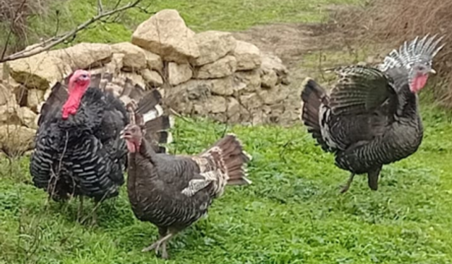 Kırklareli Kırsalında Hindi Yetiştiriciliği Sürüyor