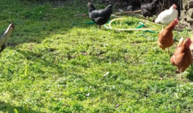 Kırklareli’nde Bahçelerde Tavuk Besleme Yaygınlaşıyor