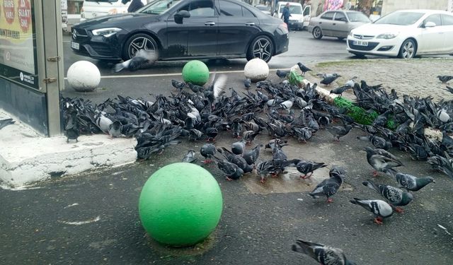 Güvercinler Yağmura Aldırış Etmedi