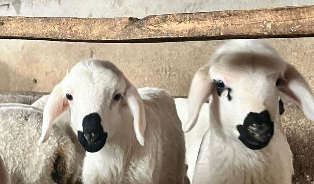 Kuzuların Sevimliliği Gülümsetiyor