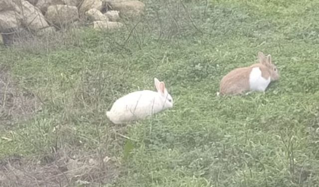 Bahçede Dolaşan Tavşanlar İlgi Odağı Oldu