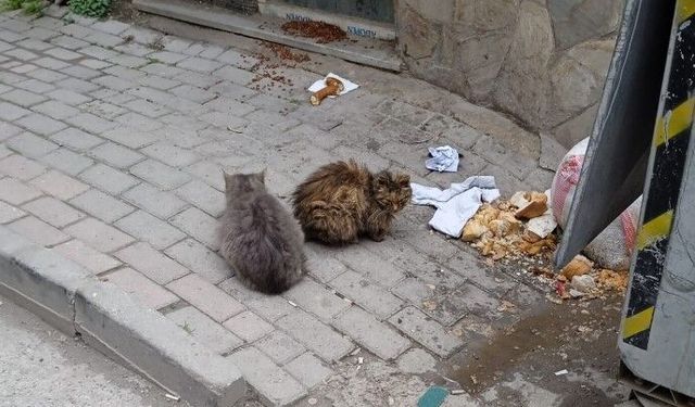 Kırklareli’nde Sokak Kedileri Kaldırımda Beslendi