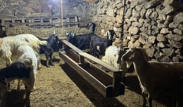 Kırklareli Kırsalında Küçükbaş Yetiştiriciliği Öne Çıkıyor