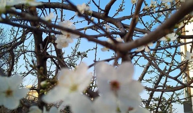 Kırklareli’nde Erik Ağaçları Çiçek Açtı