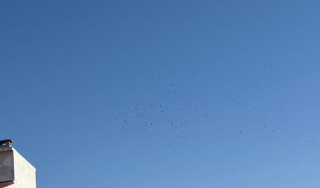 Kırklareli’nde Kuş Sürüsü Görsel Şölen Oluşturdu