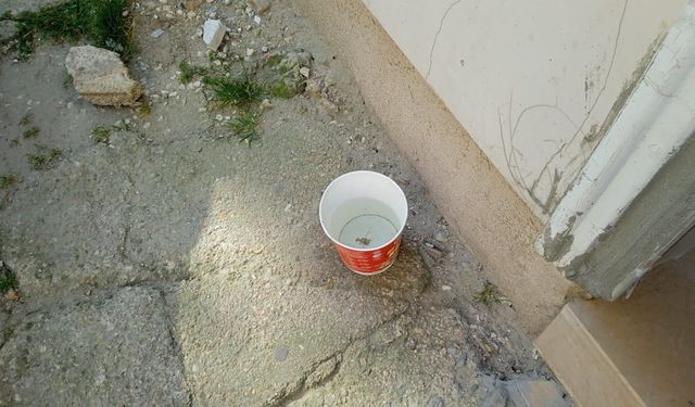 Sokak Hayvanları İçin Su Kapları Bırakılıyor