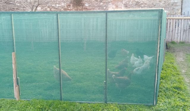 Kırklareli’nde Doğal Tavuk Yetiştiriciliği Yaygınlaşıyor