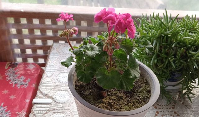 Kırklareli’nde Balkonları Sardunyalar Süsledi