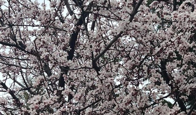 Kırklareli’nde Ağaçlar Çiçek Açtı