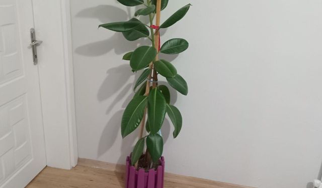 Kırklareli’nde Evlerde Yeşil Dokunuş Trendi