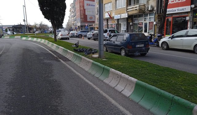 Kırklareli’nde Güvercinler Refüjde Toplandı